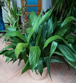Pianta aspidistra