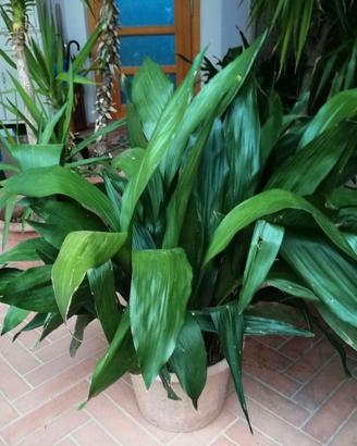 Pianta aspidistra