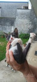 Gattine nera, bianco/grigia e bianco/nera