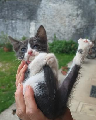 Gattine nera, bianco/grigia e bianco/nera