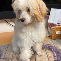 Maltipoo femmina di 5 mesi vaccinata con microchip