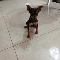 Cane 2 mesi pincher
