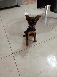 Cane 2 mesi pincher