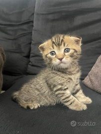 Cuccioli di British Scottish straight