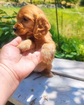 Cocker Spaniel Inglese Cuccioli 