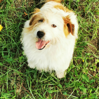Jack Russel RUVIDO X accoppiamenti con PEDIGREE