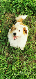 Jack Russel RUVIDO X accoppiamenti con PEDIGREE