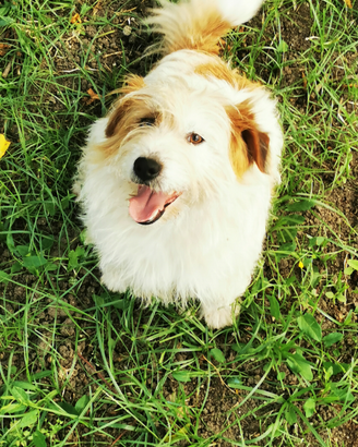 Jack Russel RUVIDO X accoppiamenti con PEDIGREE