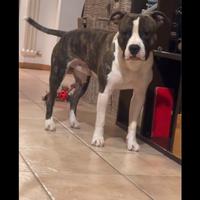 American staffordshire Terrier Amstaff PER MONTA