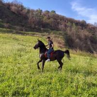 Cavallo Angloarabo