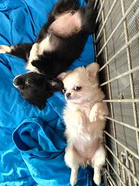 Chihuahua cuccioli