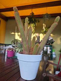 pianta grassa grande 40cm 