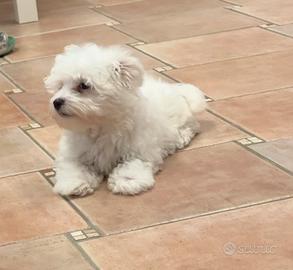 Cuccioli di maltese