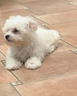 Cuccioli di maltese