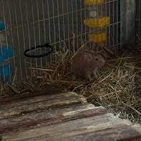 Cuccioli degu del chile