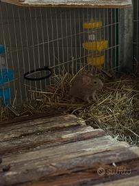 Cuccioli degu del chile