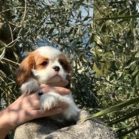 Cucciolo blenheim Cavalier King