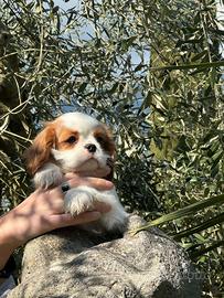 Cucciolo blenheim Cavalier King