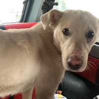 Candore e dolcezza personificata