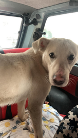 Candore e dolcezza personificata