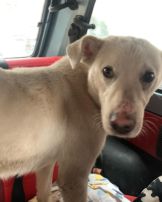 Candore e dolcezza personificata