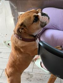 Buldog inglese esotico