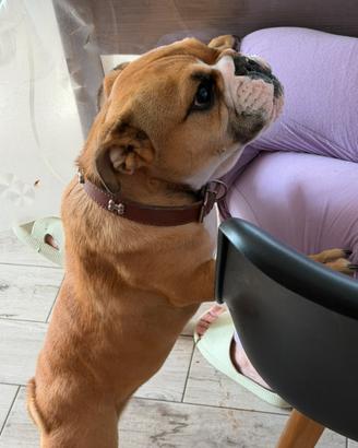 Buldog inglese esotico