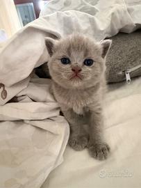 Cucciolo scottish