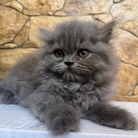 Gattini persiani normotipo