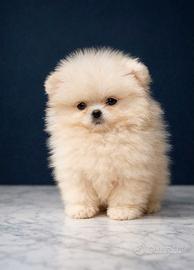 Pomerania mini