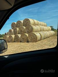 Foraggio loietto avena veccia