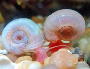 Lumache Ramshorn o Planorbella acquario