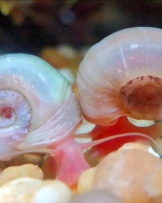 Lumache Ramshorn o Planorbella acquario