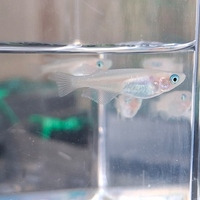 Medaka Super Nova Azzurri