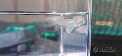 Medaka Super Nova Azzurri