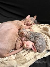Cuccioli di sphynx no pedigree