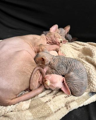 Cuccioli di sphynx no pedigree