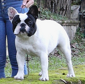 Bulldog francese x M.O.N.T.A