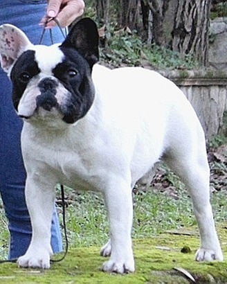 Bulldog francese x M.O.N.T.A