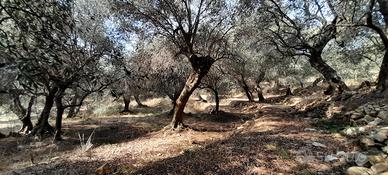 Vendita uliveto