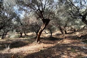 Vendita uliveto