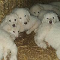 Cuccioli di cane Pastore Maremmano