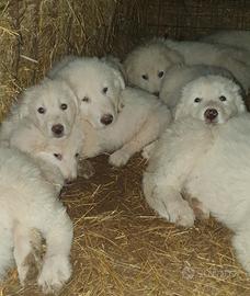 Cuccioli di cane Pastore Maremmano