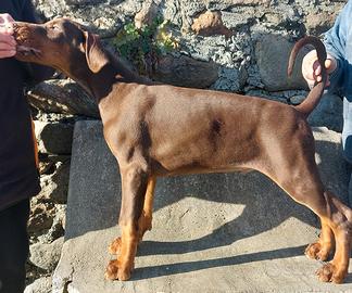 Cuccioli DOBERMANN