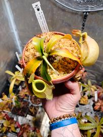 Nep  Spathulata x Ampullaria solid green BE 4050