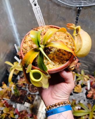 Nep  Spathulata x Ampullaria solid green BE 4050