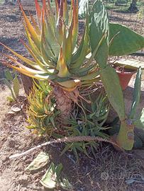 piantina di aloe vera.