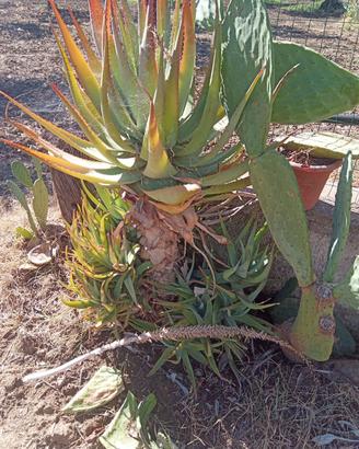 piantina di aloe vera.