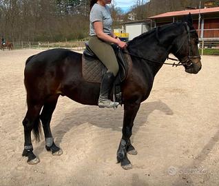 Cavallo