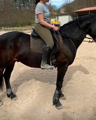 Cavallo